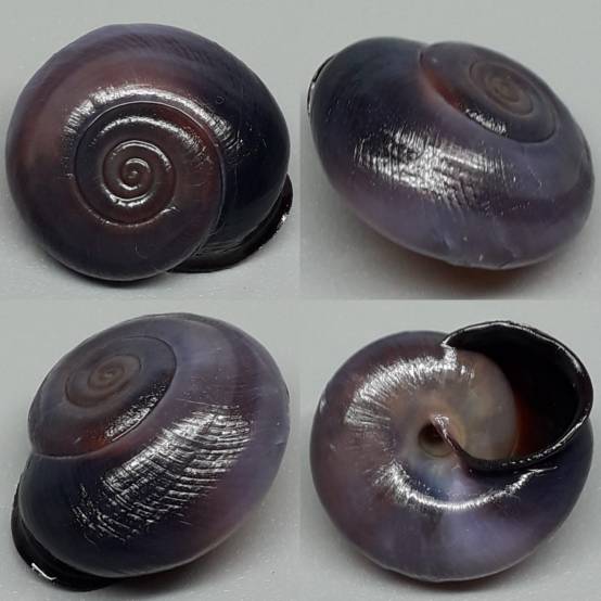 shellauction.net :: Planispira sp. - 3982010