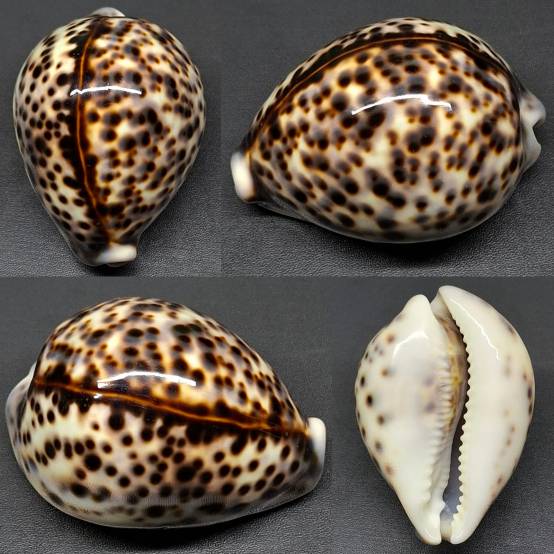 shellauction.net :: Cypraea tigris - 3982520