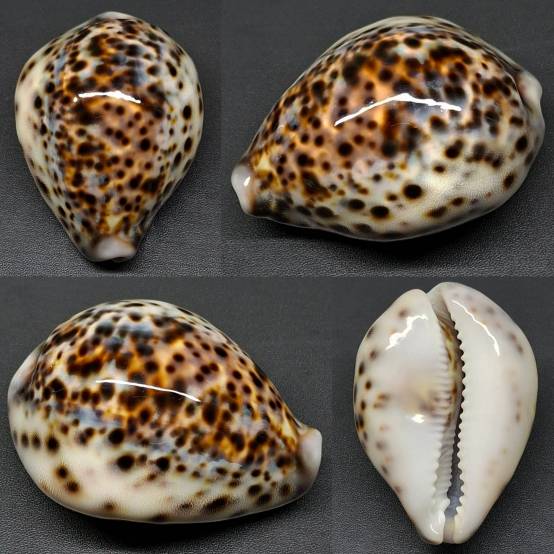 shellauction.net :: Cypraea tigris - 3982526