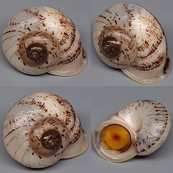 Sylvanus Shell shellauction.net :: Cyclophorus sp. - 3984303