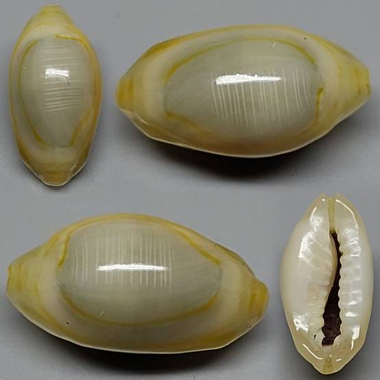 shellauction.net :: Monetaria annulus - 3984922