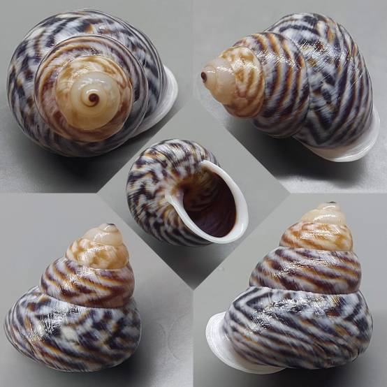 shellauction.net :: Canefriula tomasinelliana - 3986407