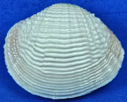 Fimbria Shell shellauction.net :: Fimbria fimbriata - 3986613