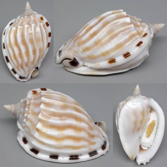 Fimbria Shell shellauction.net :: Phalium fimbria - 3987460