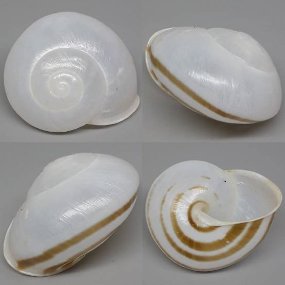 shellauction.net :: Crystallopsis leucophthalma - 3987489