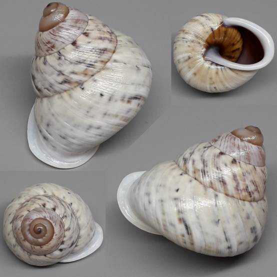 shellauction.net :: Canefriula tomaselina - 3987515