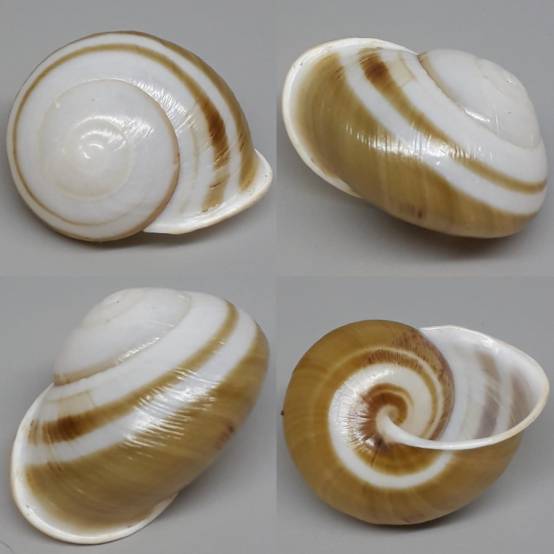 shellauction.net :: Crystallopsis leucophthalma - 3987557