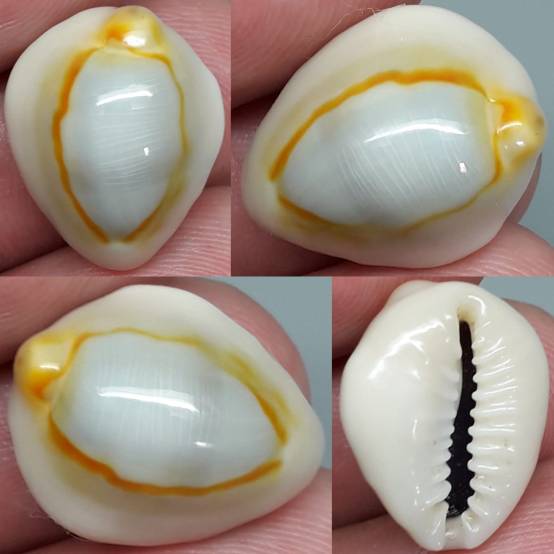 shellauction.net :: Monetaria annulus - 3987799