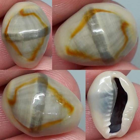 shellauction.net :: Monetaria annulus - 3987801
