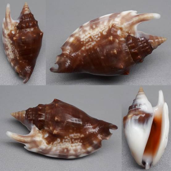 Shell Embulbul shellauction.net :: Euprotomus bulla - 3988795