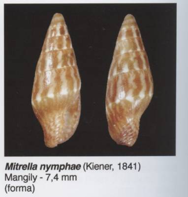 shellauction.net :: Mitrella nympha - 3992577