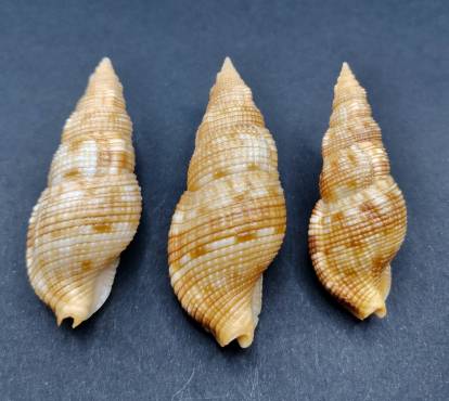 shellauction.net :: Colubraria sowerbyi - 3995388
