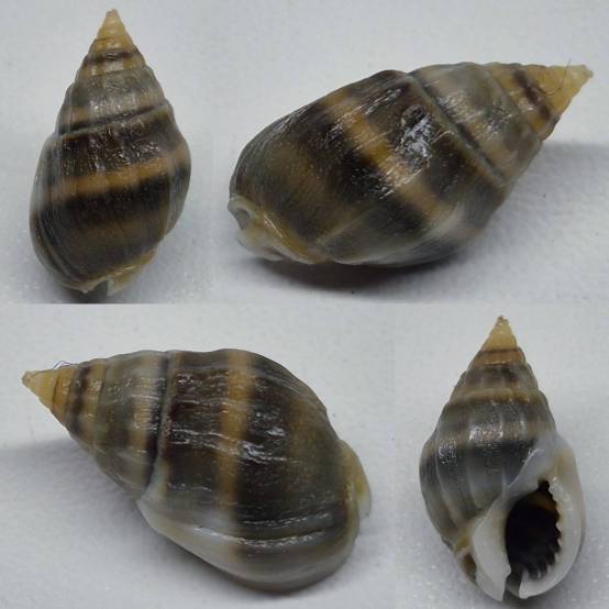 Nassarius Shell Types shellauction.net :: Nassarius sp. - 3997046