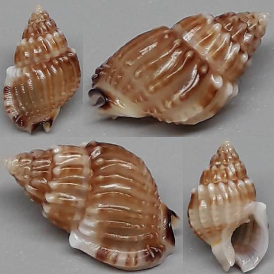 Nassarius Shell Types shellauction.net :: Nassarius sp. - 3998896
