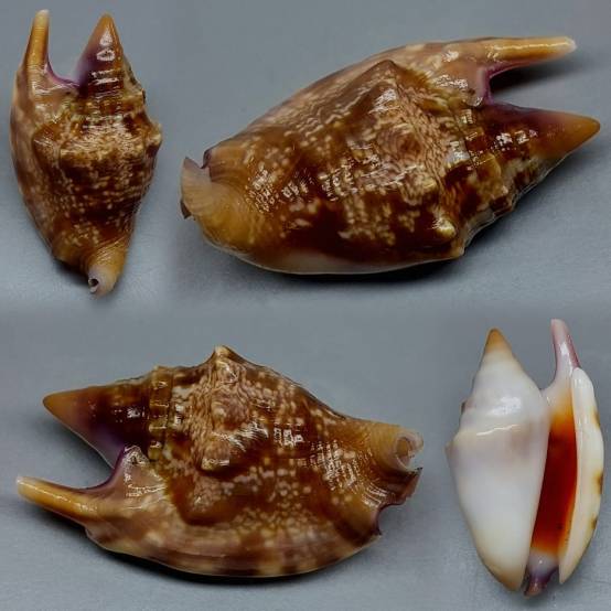 Shell Embulbul shellauction.net :: Euprotomus bulla - 4001275