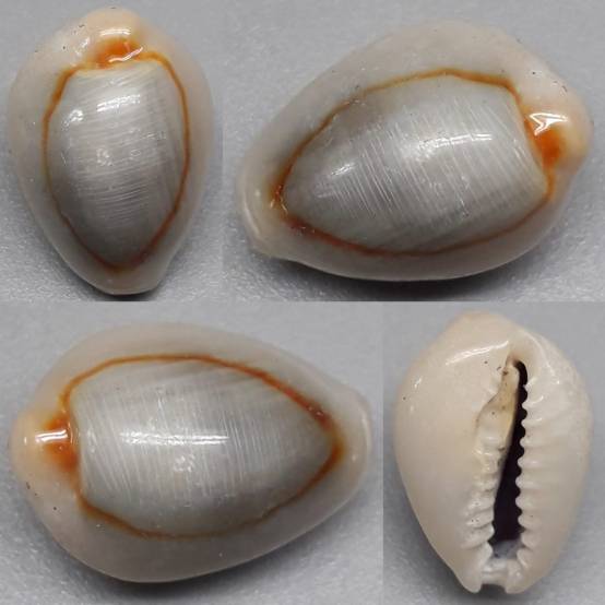 shellauction.net :: Monetaria annulus - 4004295