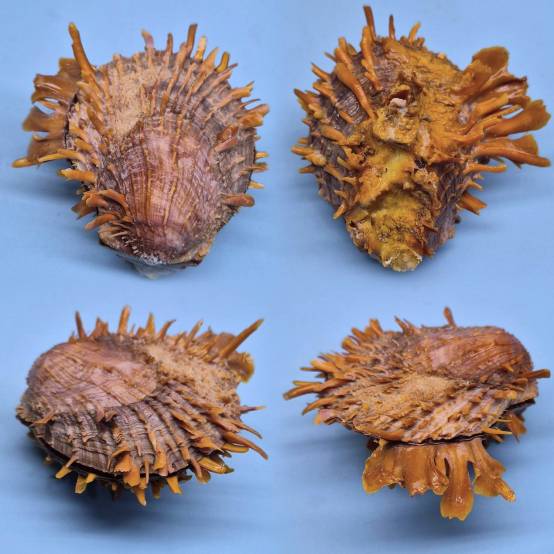 Sylvanus Shell shellauction.net :: Spondylus swinneni - 4011890