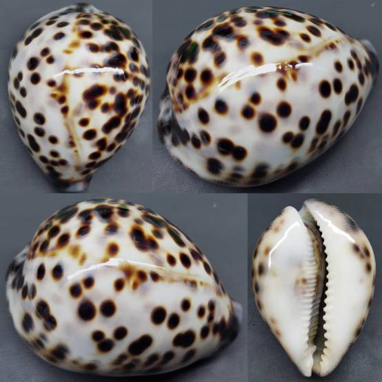 shellauction.net :: Cypraea tigris - 4012473