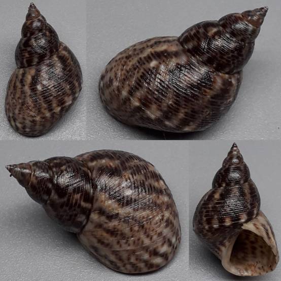 shellauction.net :: Littoraria sp. - 4014385