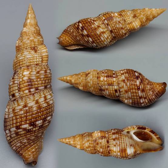 shellauction.net :: Colubraria sowerbyi - 4015651