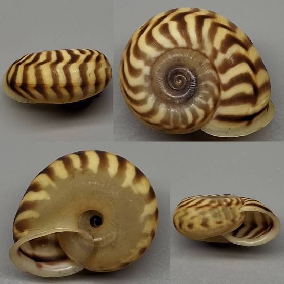 shellauction.net :: Planispira sp. - 4015669