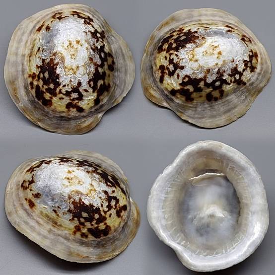 Cellana Shell shellauction.net :: Cellana testudinaria - 4017003