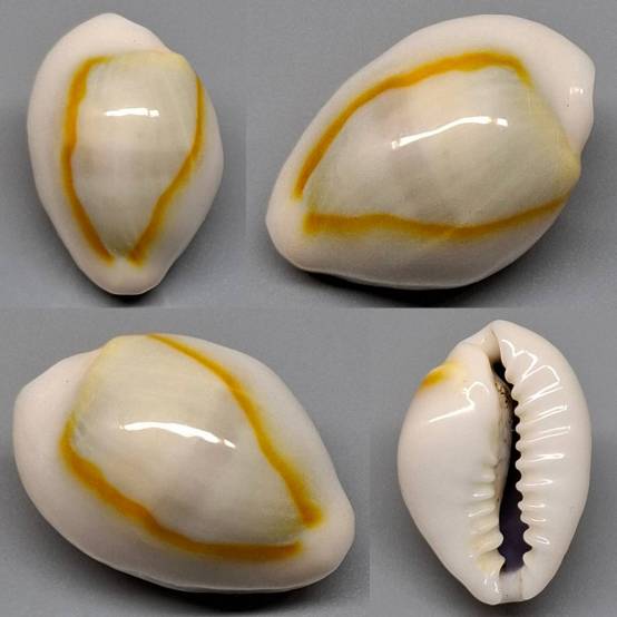 shellauction.net :: Monetaria annulus - 4017299