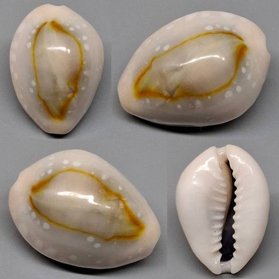 shellauction.net :: Monetaria annulus - 4017375