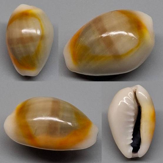 shellauction.net :: Monetaria annulus - 4017385