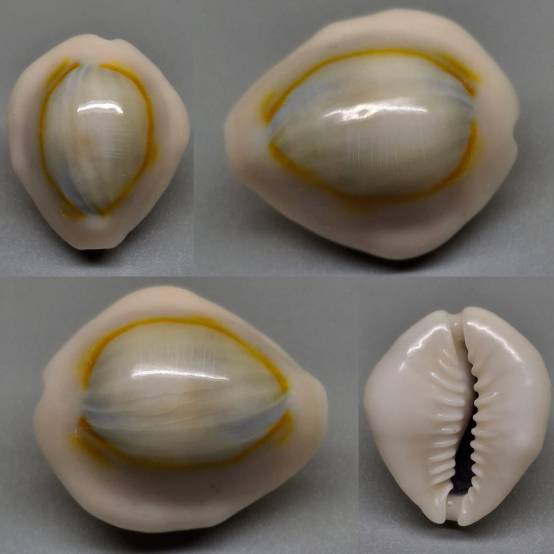 shellauction.net :: Monetaria annulus - 4018154