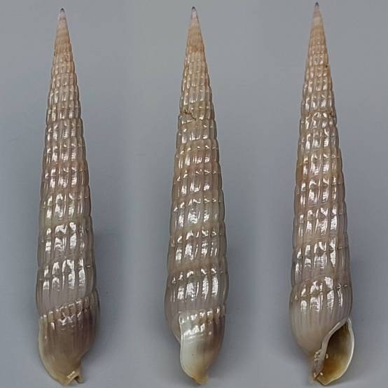 Tabang Shell shellauction.net :: Terebra sp. - 4018617