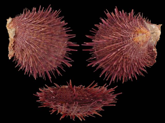 Visayan Shell shellauction.net :: Spondylus visayensis - 4020836