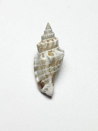 shellauction.net :: Strombus urceus - 4021804