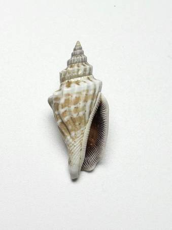 shellauction.net :: Strombus urceus - 4021804