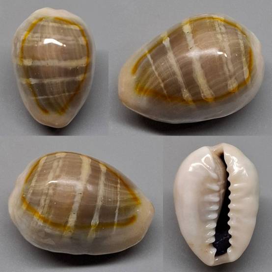 shellauction.net :: Monetaria annulus - 4022797