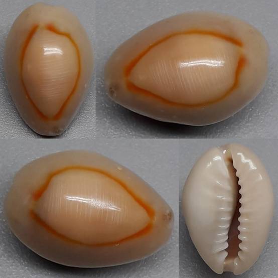 shellauction.net :: Monetaria annulus - 4025172
