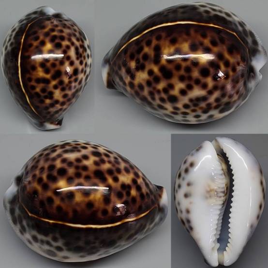 shellauction.net :: Cypraea tigris - 4025394
