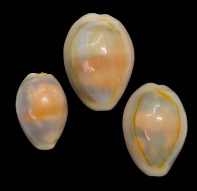 shellauction.net :: Cypraea annulus aureomacula - 4028220