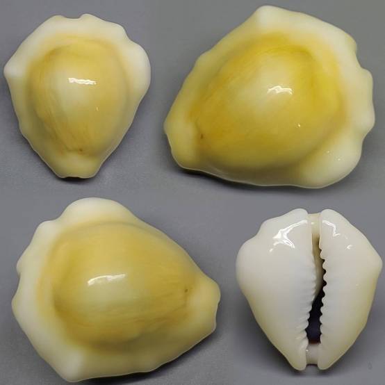 Ilocano Shell shellauction.net :: Monetaria moneta - 4028774