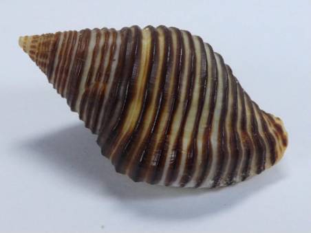shellauction.net :: Cantharus undosus - 4032841