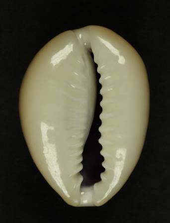 shellauction.net :: Cypraea annulus annulus - 4034118