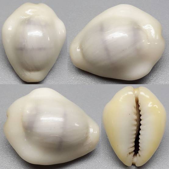 shellauction.net :: Monetaria moneta - 4036116