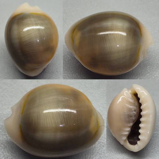 shellauction.net :: Monetaria annulus - 4039214