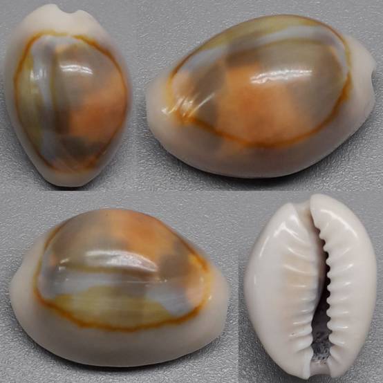 shellauction.net :: Monetaria annulus - 4050442