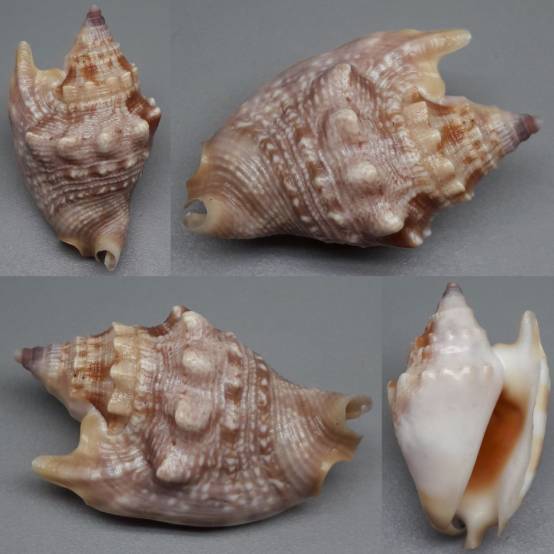 Shell Embulbul shellauction.net :: Euprotomus bulla - 4050471