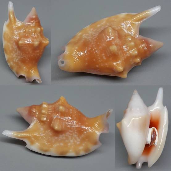 Shell Embulbul shellauction.net :: Euprotomus bulla - 4050684