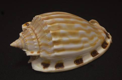 Fimbria Shell shellauction.net :: Phalium fimbria - 4051476