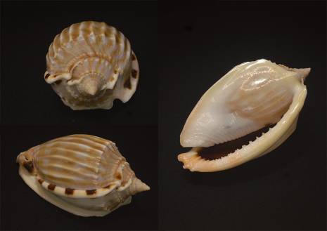 Fimbria Shell shellauction.net :: Phalium fimbria - 4051476