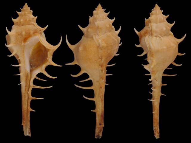 Orcetra Shell shellauction.net :: Murex occa - 4053130