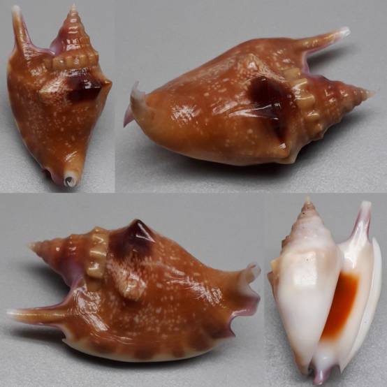 Shell Embulbul shellauction.net :: Euprotomus bulla - 4054872